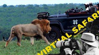 Lions' Surprise Visitor and Stunning Leopard Cubs- Virtual Safari #250