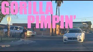 Gorilla Pimpin!