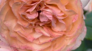Сюрір де Гавр (Sourire du Havre)троянда@СвітРоузГарден
