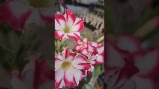 அடினியம் ️ Adenium