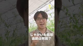 じゃがいも栽培で絶対に必要な追肥は何回？