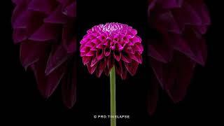 Dahlia flower blooming, Time Lapse #shorts