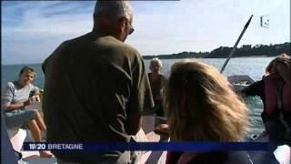 Les dauphins en baie de Cancale