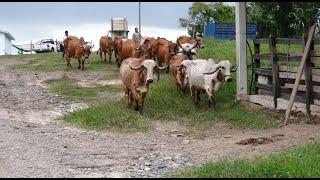 Rancho Santo Angel Gyr Lechero Veracruz México