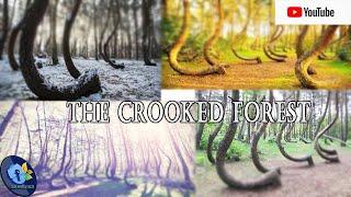 The Crooked Forest (Bizarre places)