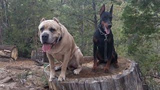 Day in the life with Doberman and Cane Corso - Everyday is a training day