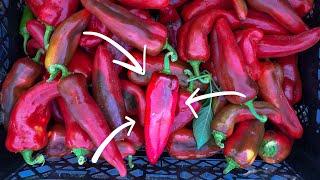 How to Grow Peppers (Organically)