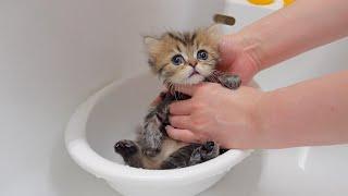 The reactions of the kittens when they took a bath for the first time were so cute!