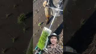 Alat Tanam Padi Portable #tanampadi