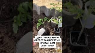 ОДНА ЛОЖКА ЭТОГО СРЕДСТВА и хороший УРОЖАЙ ОБЕСПЕЧЕН #дача #огород #урожай
