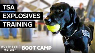 What TSA Airport Dogs Go Through In Explosives Training | Boot Camp