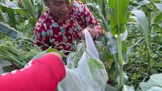 मकैबारीमा फर्सीकाे मुन्टाे टिप्दै /Pumpkin Veg / Fal Thapa Photography