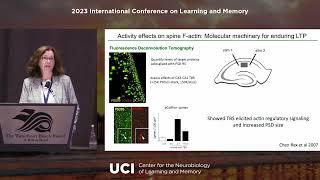 Christine Gall, PhD - Sex differences in synaptic plasticity and learning