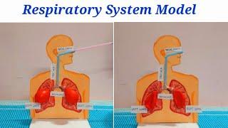 Respiratory System Working Model | Lungs Model with balloons | Respiratory System Science Project