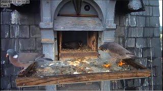 Pigeons returned again when both falcons were in the nest peacefully/Наподобие как у Тимура с Амуром