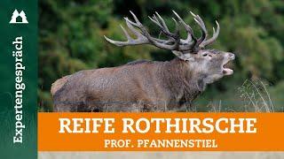 Red deer conservation in Germany: Why are old deer missing? | Interview with Prof. Pfannenstiel