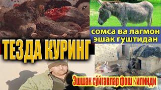 #boston95 ТЕЗДА КУРИНГ Эшшак сўйганлар фош қилинди