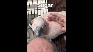 Giving Tuesday: Sugar  Helping  with breakfast