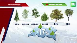 Сохнут, стареют, гниют: леса Татарстана нуждаются в реновации | ТНВ