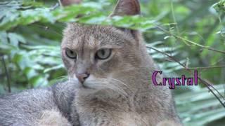 JUNGLE CAT - Species Spotlight