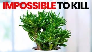 20 Impossible to Kill Plants You Should Buy in 2025