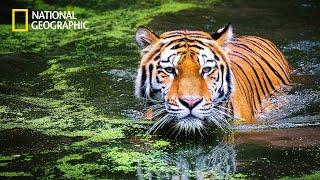 Wild Thailand | National Geographic Documentary 2023