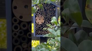  Purple Mason Bee House #Shorts