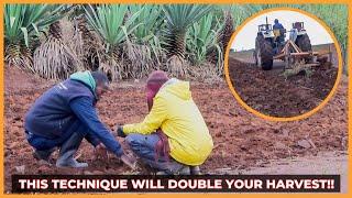 Land Preparation: How to DOUBLE Your Returns After Harvesting || Maize Farming Methods