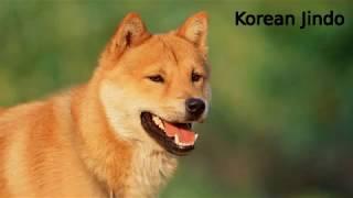 Korean Jindo - primitive dog breed