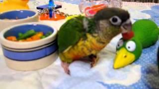 Baby Green Cheek conures