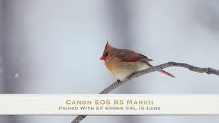 Canon EOS R5 Mark II: Snow Birds in Stunning 4K