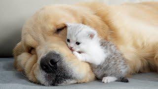 Kitten And Golden Retriever Form Close Bond At First Meeting