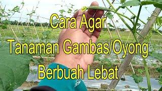 Cara Agar Tanaman Gambas/ Oyong Berbuah Lebat || Pengendalian Hama