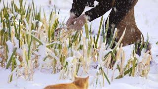 ️겨울 준비는 지금이 적기, 김장하고 눈 오는 겨울 텃밭 파먹는 일상️Winter begins, Cozy Winter Routine🪵 (Making Kimchi)