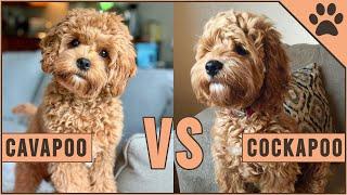 Cavapoo vs Cockapoo - Compare Two Poodle Mix Breeds
