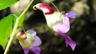 Papagei Blume (Impatiens Psittacina)