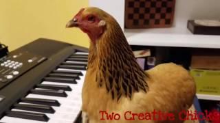 Patriotic Chicken Playing "America the Beautiful" on Keyboard Piano