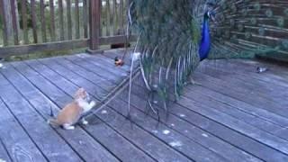 Kitten and His Best Friend Henry the peacock