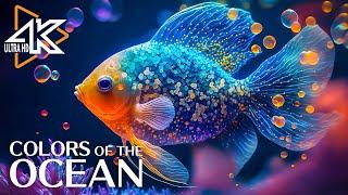 Aquarium 4K VIDEO (ULTRA HD)  Sea Animals With Relaxing Music - Rare & Colorful Sea Life Video #23