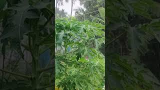 #rainyday #diwalispecial #entertainment #naughty #thamizha #nature #blogger #nagercoil  #kanyakumari