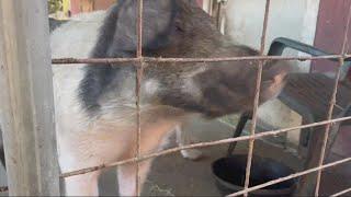 Pig that was attacked by dogs in Jacksonville now living at a rescue farm