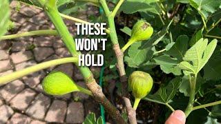 Why A Fig Tree's Breba Crop Can Drop & Not Ripen