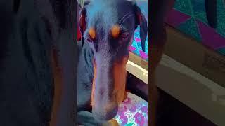 doberman #doglover ️🩷️