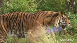 World Tiger Day at RZSS Edinburgh Zoo