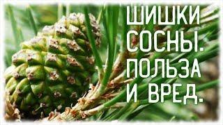 СОСНОВЫЕ ШИШКИ. ЛЕЧЕБНЫЕ СВОЙСТВА И ВРЕД.