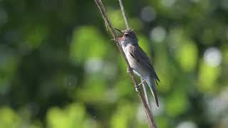 Great Reed Warbler, Acrocephalus arundinaceus