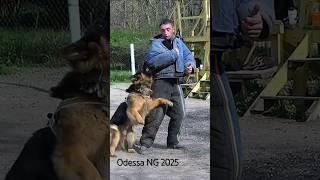 🪖Super Bodyguard Dog #STRAZHODESSA German Shepherd Training Odessa