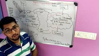 SIMPLE INTRODUCTION TO PHOTOSYNTHESIS