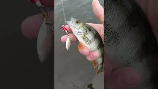 Рыбалка 2024 Ловим окуня на спиннинг #shortvideo #fishing #рыбалка #fishingvideo #рыбалка2024 #лето