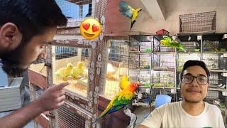 Budgies Ki FemalesLena Birds Market Aagya